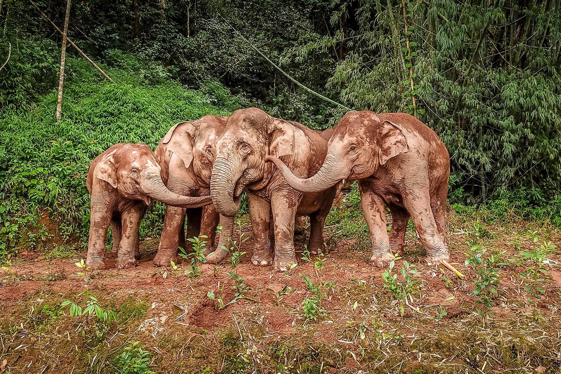 COP15 de Kunming