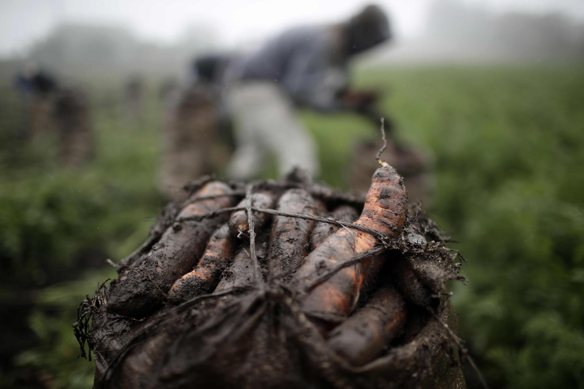 Foto de archivo. Campesinos trabajan en sus parcelas, este martes, 29 de octubre de 2019, en la zona de Tierra Blanca de Cartago al este de San José (Costa Rica). EFE/Jeffrey Arguedas