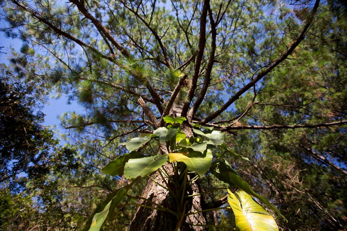 Fotografía del 2 de febrero de 2017, de un árbol en el Parque Nacional Celaque, en Gracias (Honduras). EFE/Gustavo Amador