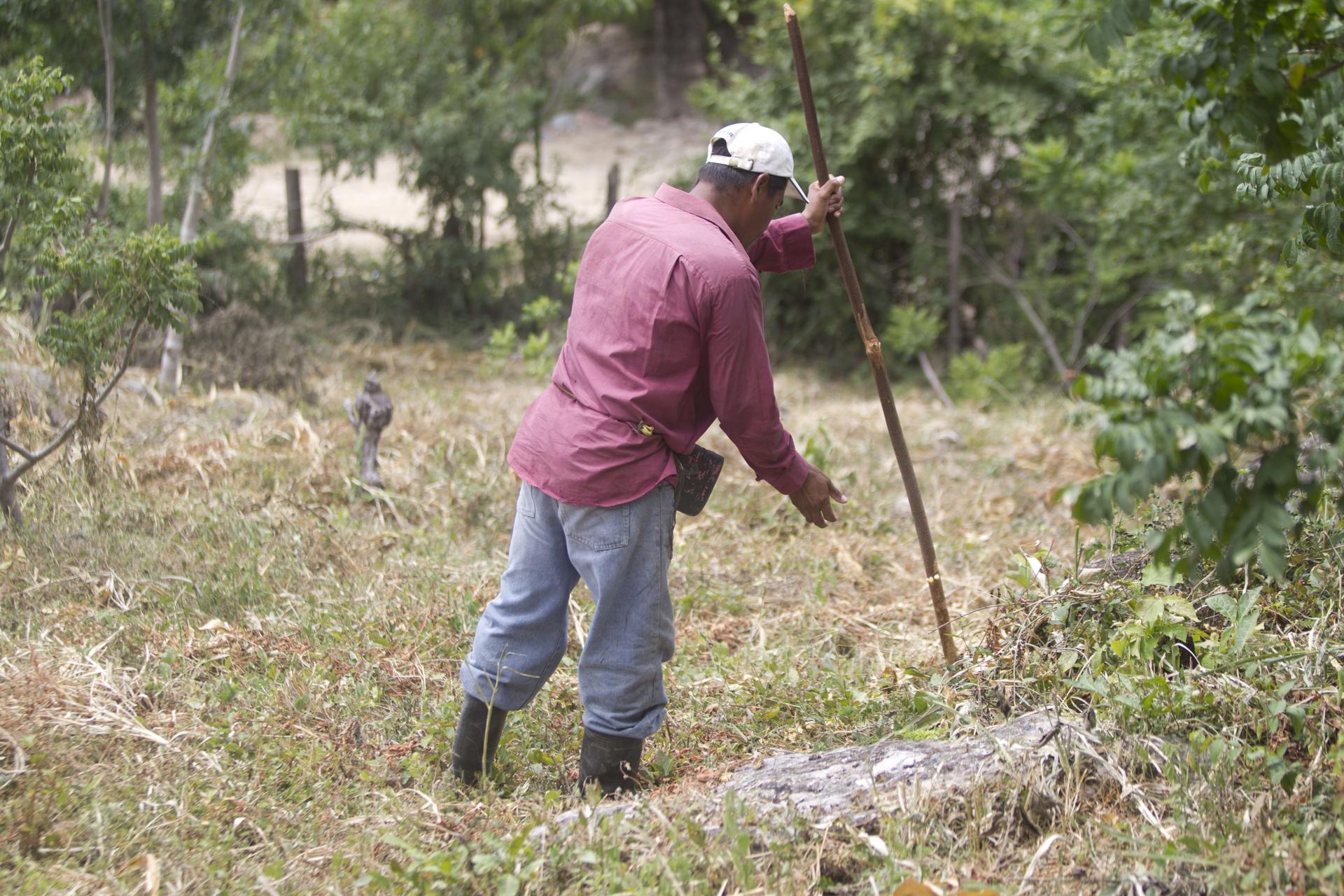 Foto de archivo: un campesino siembra hoy, sábado 22 de agosto de 2015, en Las Delicias (Honduras). EFE/Gustavo Amador