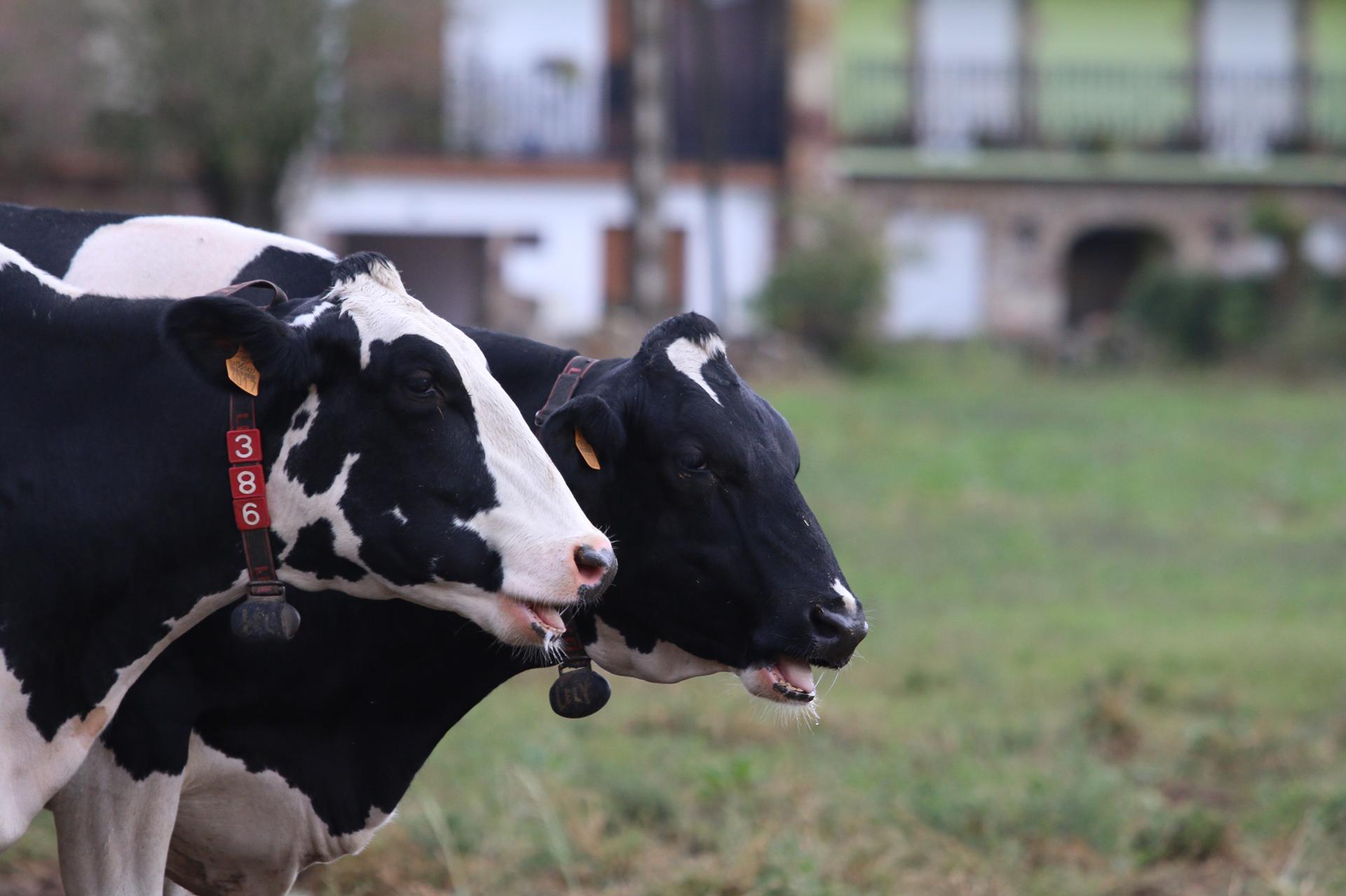 Dos vacas en una granja que suministra leche a Nestlé./IMAGEN CEDIDA POR NESTLÉ