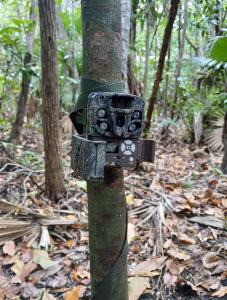 Fotografía donde se observa una cámara trampa en la reserva de Dizlam de Bravo, en Yucatán (México). EFE/Alfonso Fernández