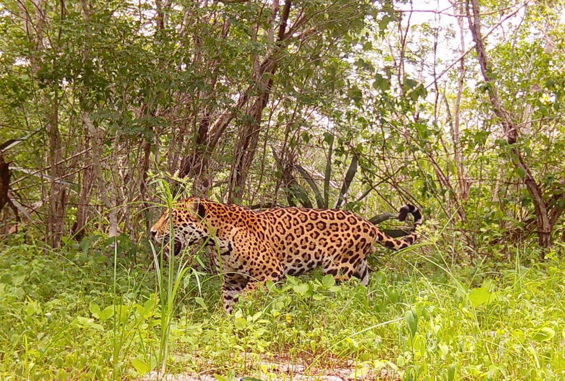 Fotografía sin fechar cedida por Tech4Nature, donde se observa a un ejemplar de Jaguar (Panthera onca), en la reserva de Dizlam de Bravo, en Yucatán (México). EFE/Tech4Nature/SOLO USO EDITORIAL NO VENTAS/SOLO DISPONIBLE PARA ILUSTRAR LA NOTICIA QUE ACOMPAÑA(CREDITO OBLIGATORIO)