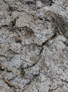 Fotografía donde se observa una huella de Jaguar (Panthera onca), en la reserva de Dizlam de Bravo, en Yucatán (México). EFE/Alfonso Fernández