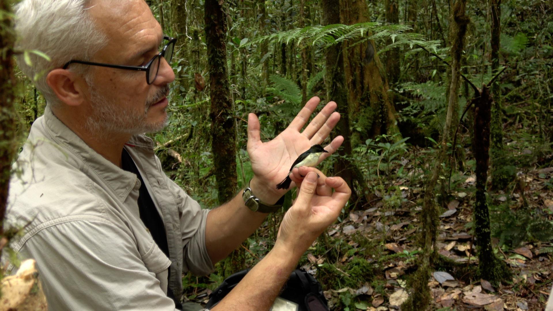 En la fotogafía, el investigador del Museo Nacional de Ciencias Naturales, Borja Milá, posa junto al ‘Melanocharis citreola’, la nueva especie descubierta en Nueva Guinea, la primera en los últimos ochenta años.