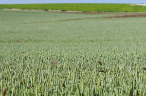 Villarmentero de Esgueva (Valladolid), 5 jun (EFE).- Nestlé ha apostado por la agricultura regenerativa para garantizar la máxima calidad y sostenibilidad de sus productos, a través de un programa en el que colaboran 23 agricultores de Castilla y León. EFE/NESTLÉ/IMAGEN CEDIDA/CRÉDITO OBLIGATORIO
