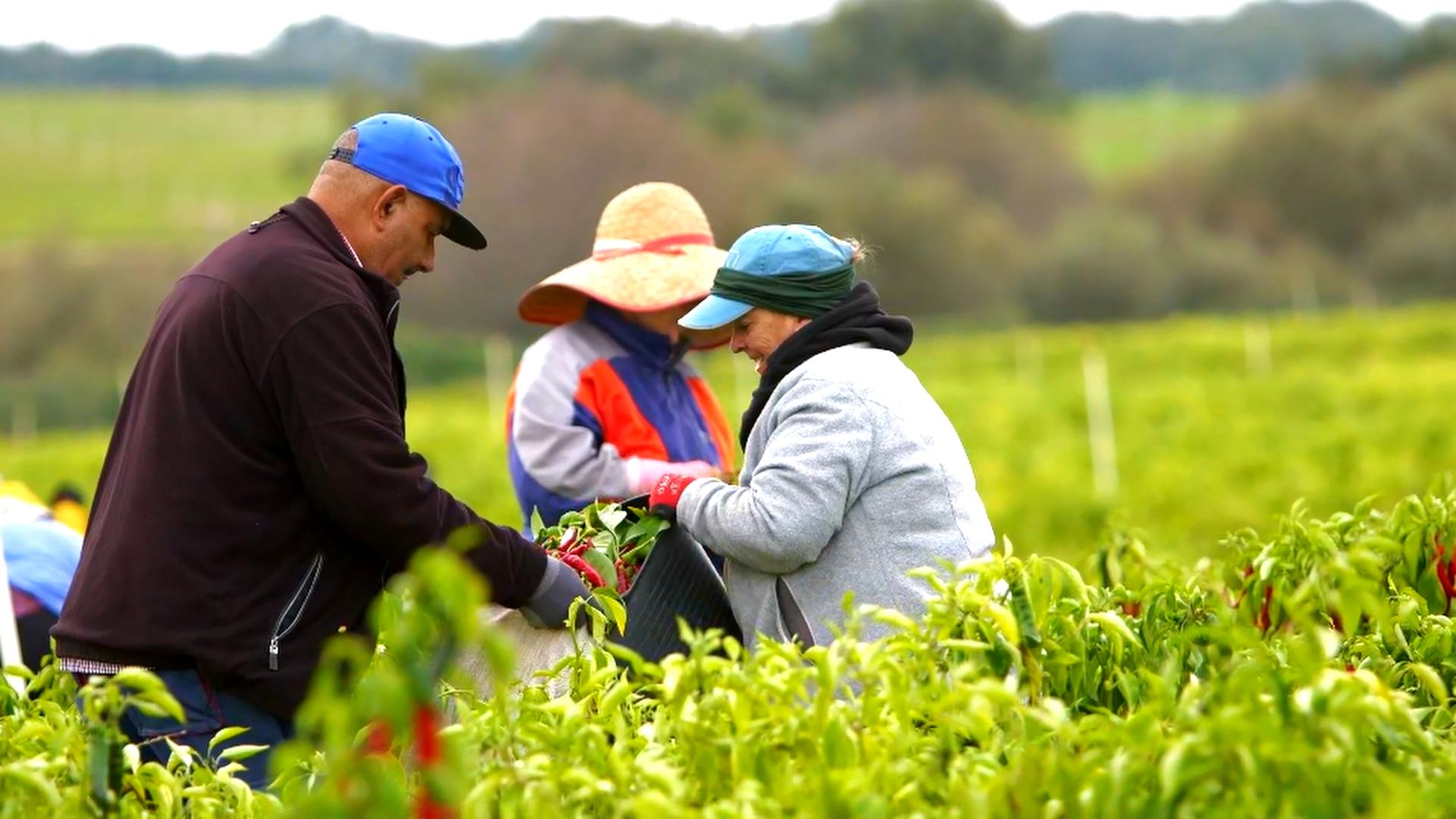 En la campaña de 2025 participan unos 400 agricultores de las comarcas de La Vera, Campo Arañuelo, Valle del Ambroz y Valle del Alagón. EFE/DOP PIMENTÓN DE LA VERA/IMAGEN CEDIDA/CRÉDITO OBLIGATORIO
