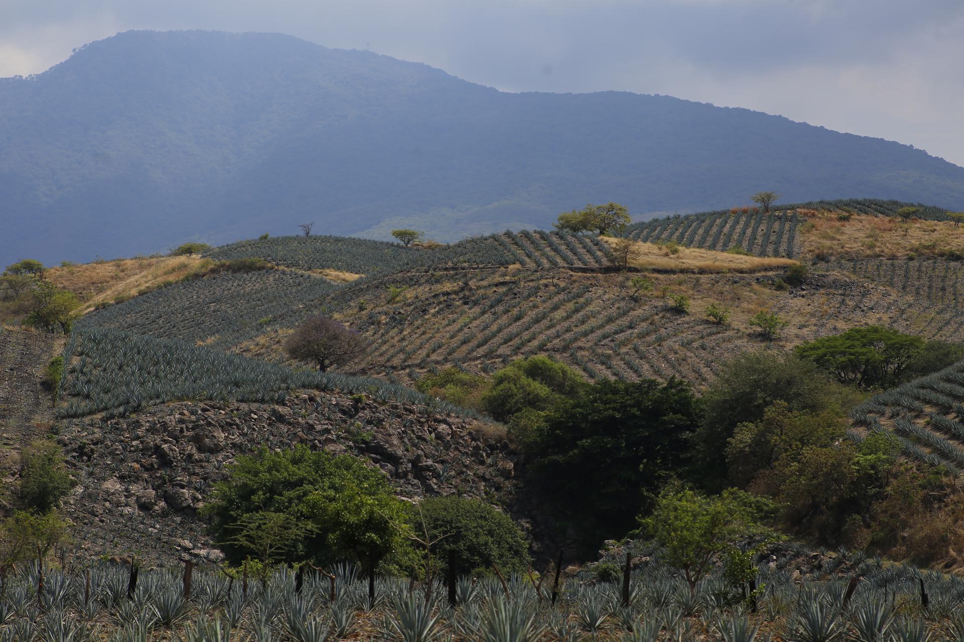 Fotografía de campos de cultivo de agave, el 10 de julio de 2023, en la localidad de Tequila (México). EFE/ Francisco Guasco